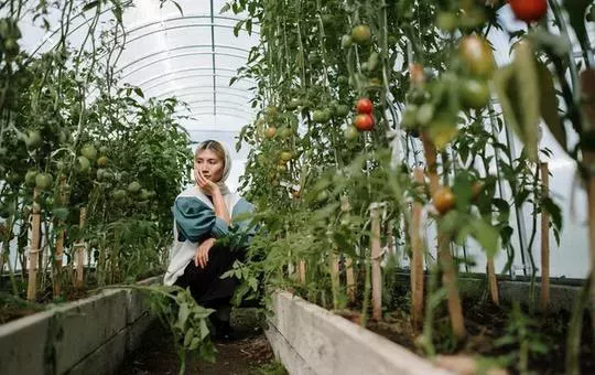 La guía definitiva para principiantes para empezar a cultivar un huerto