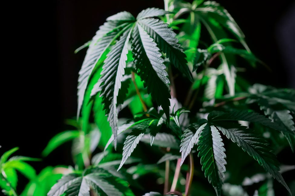 Los Mejores Nutrientes para las plantas de cannabis