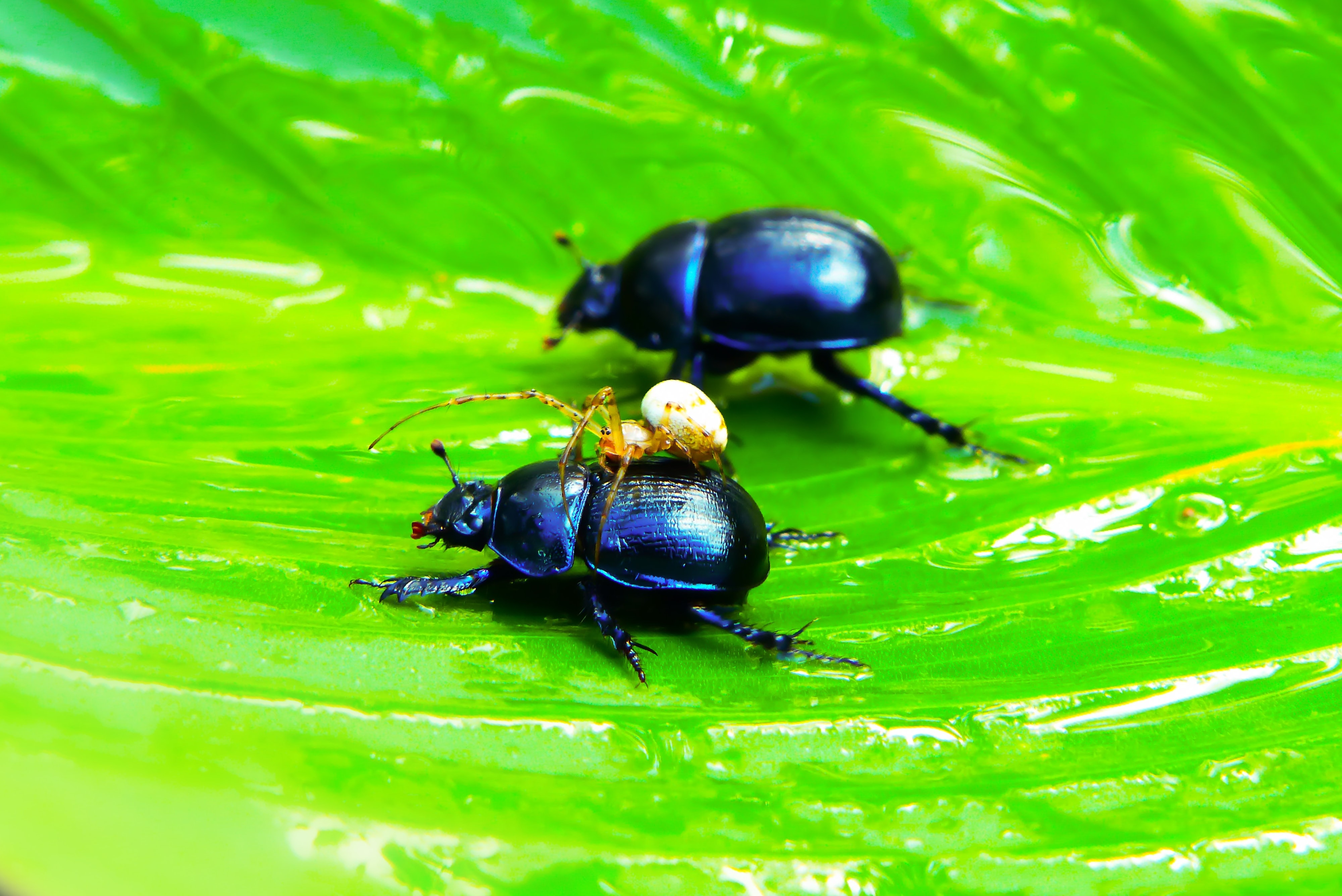 Насекомые шри ланки. Шри Ланка жуки. Лесные жуки. Большие жуки Шри Ланки.
