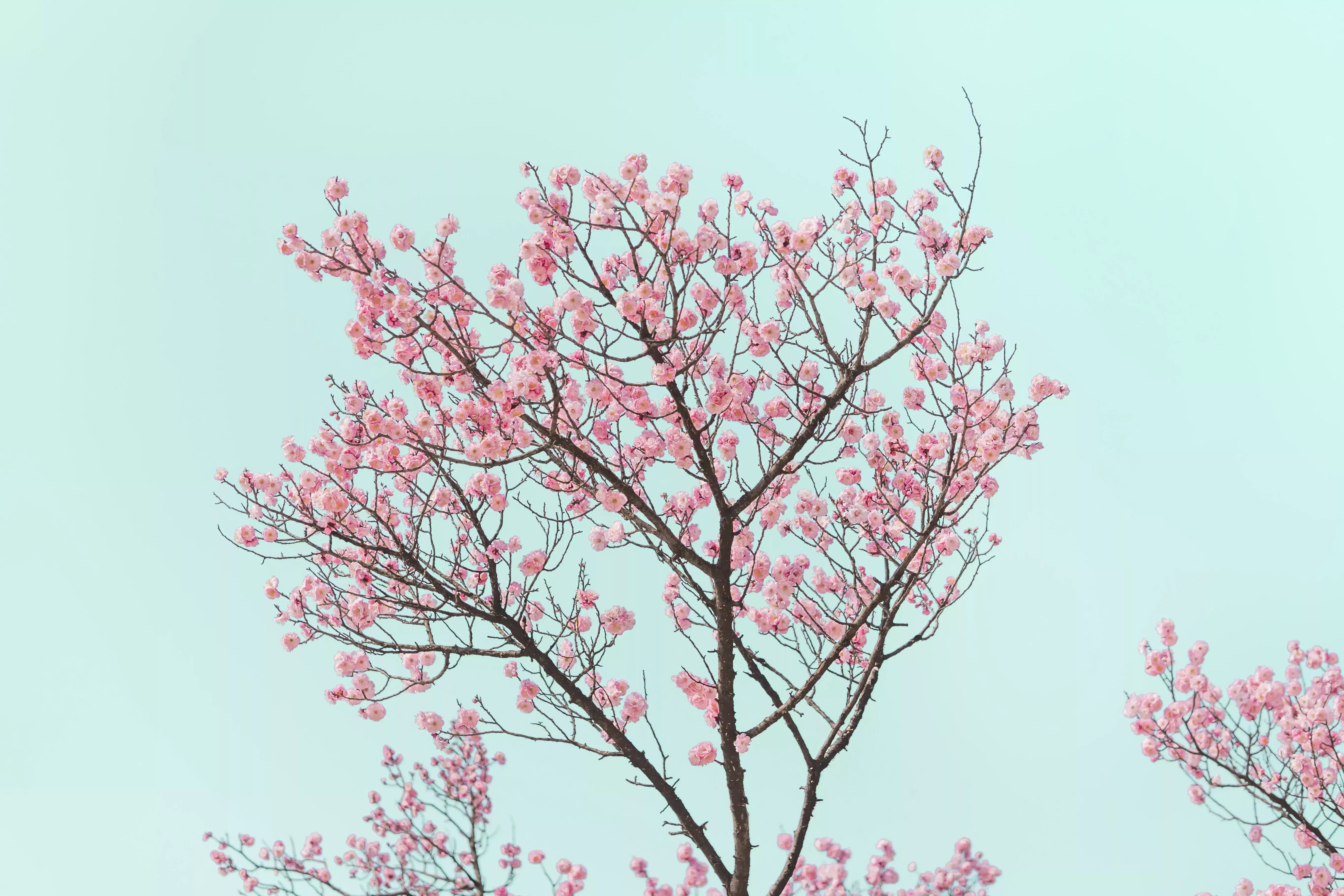 El sabor de la cereza y las maravillas de la vida