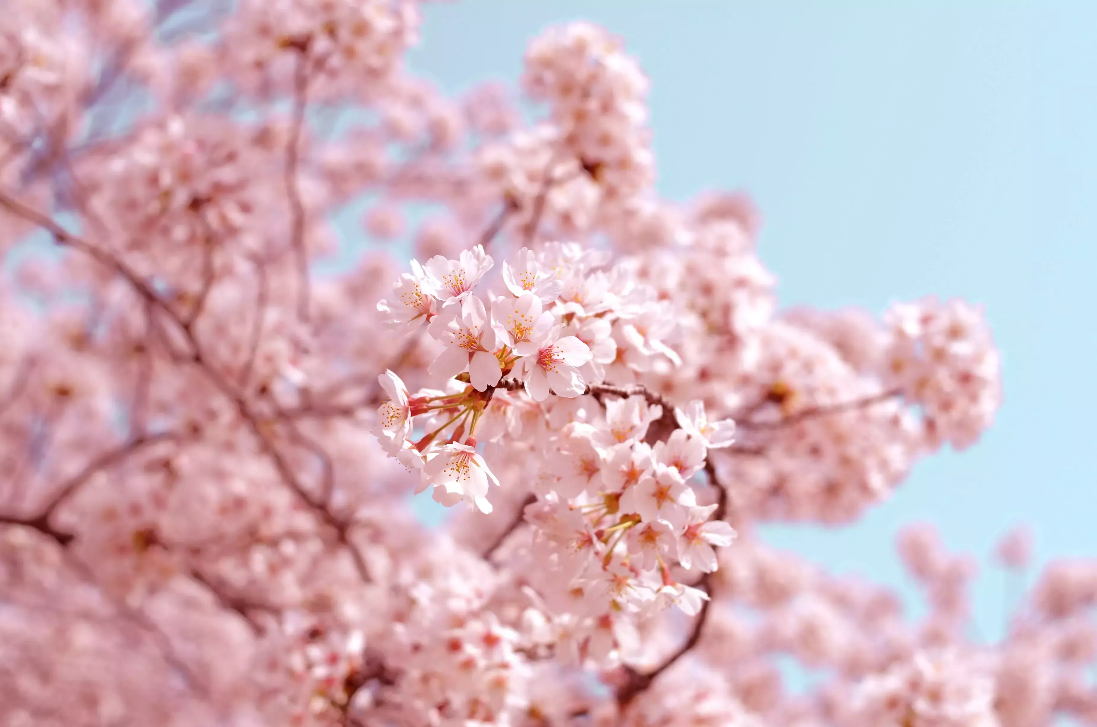 Primavera tardía: La tragedia de una familia japonesa 