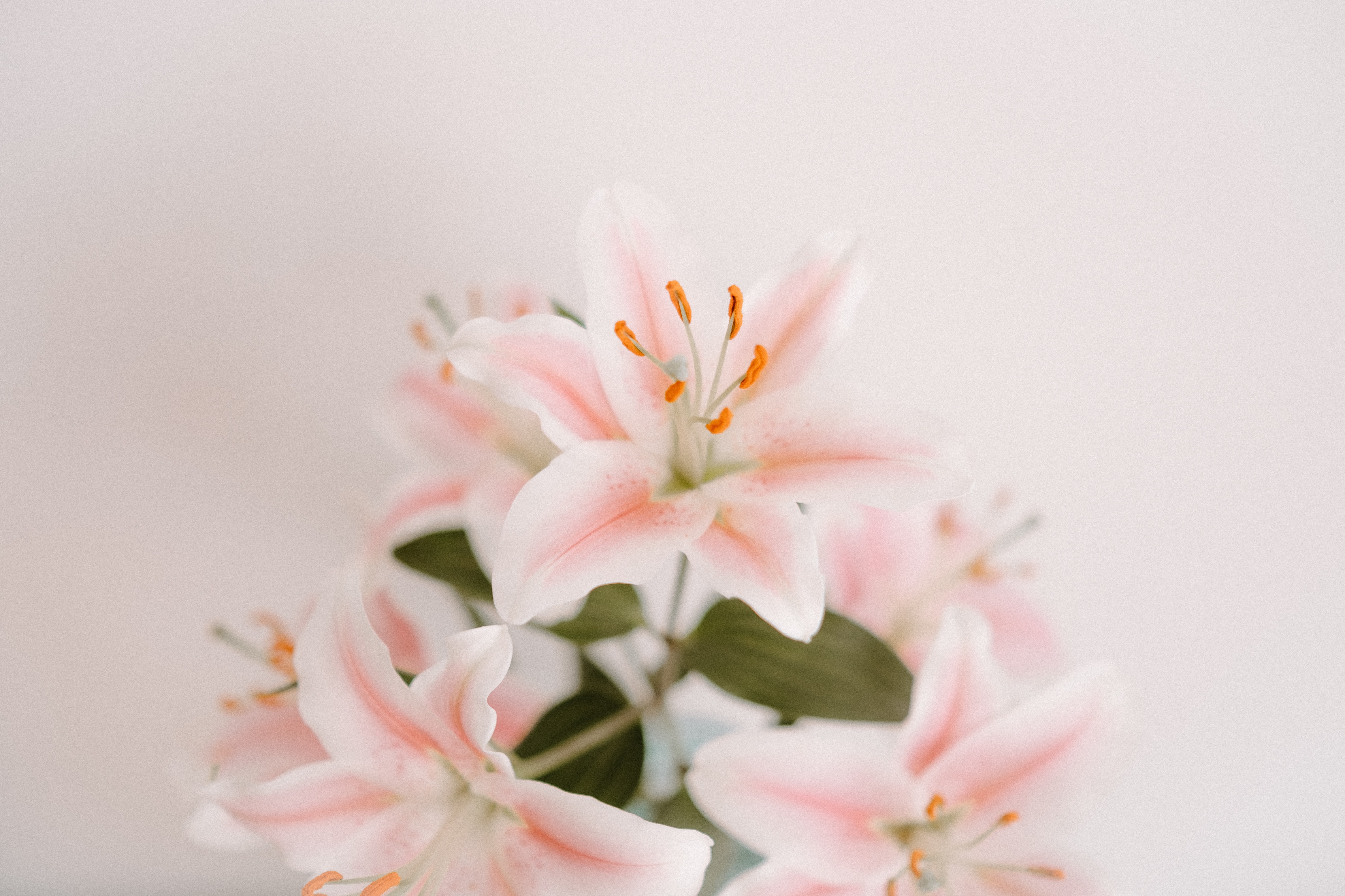 Flor delicada 