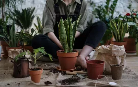 Guía de jardinería para principiantes: 5 consejos para un pulgar verde