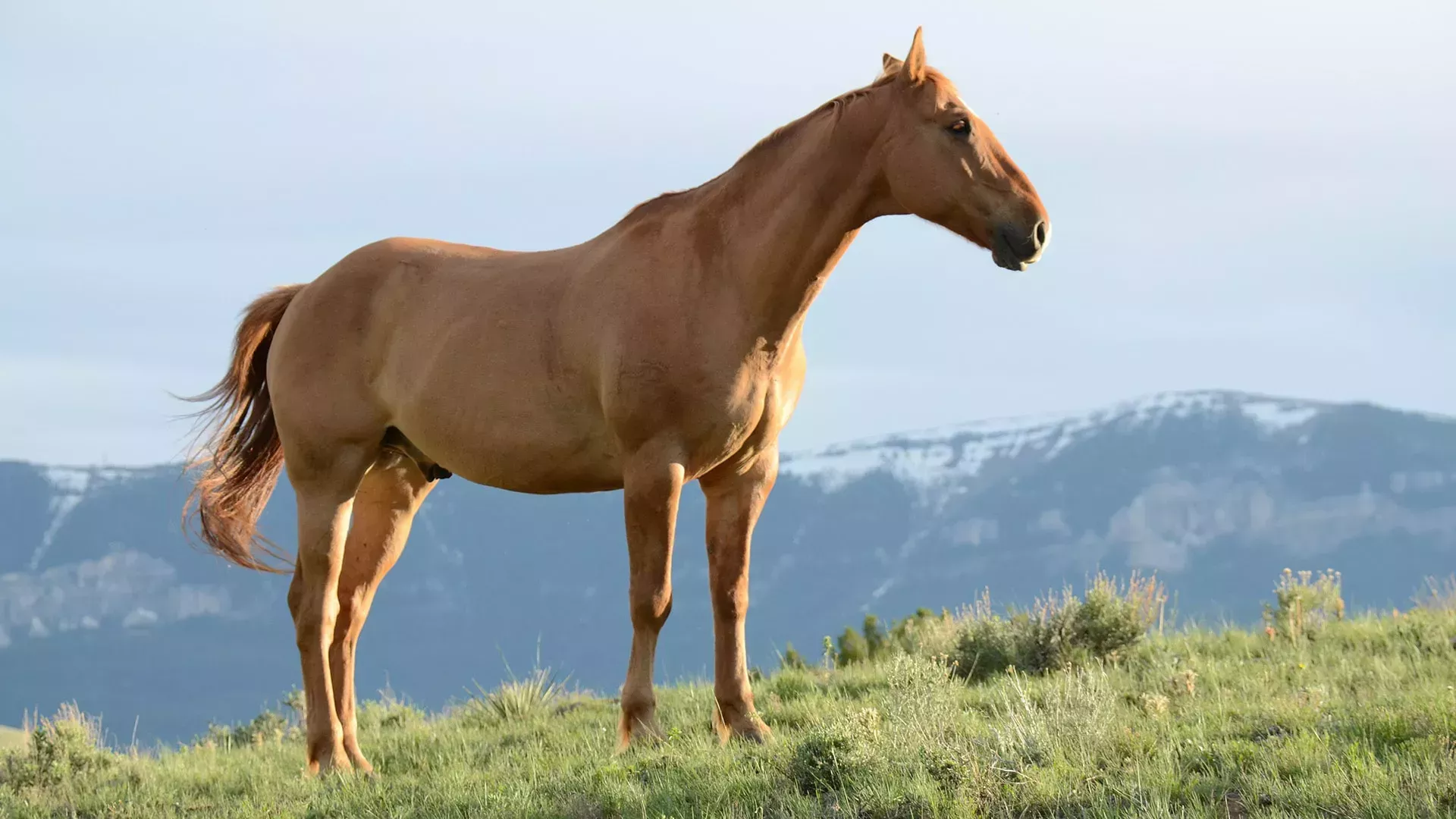 Pov: Wild West From One Horse