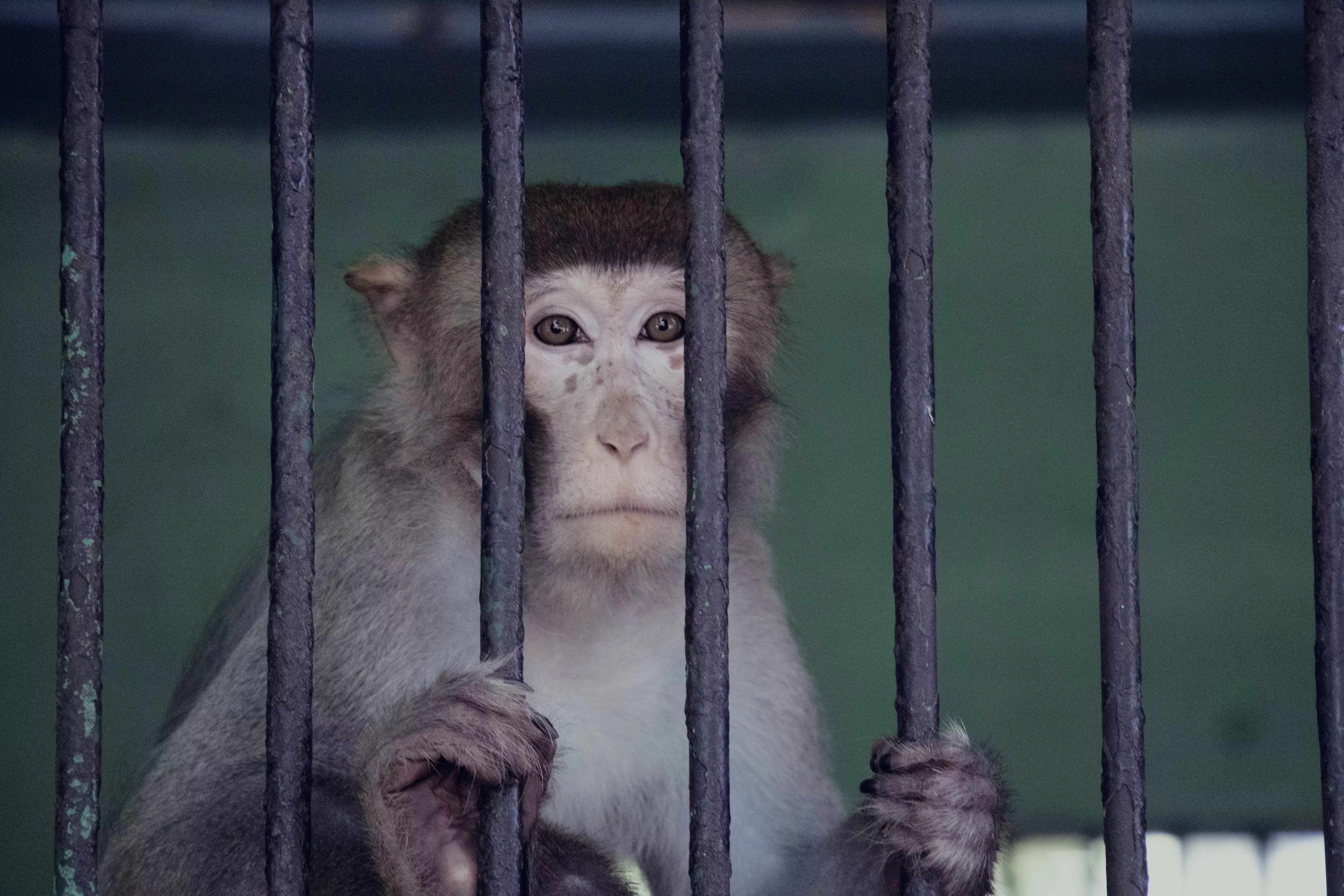 Por qué tener animales exóticos es perjudicial para el medio ambiente