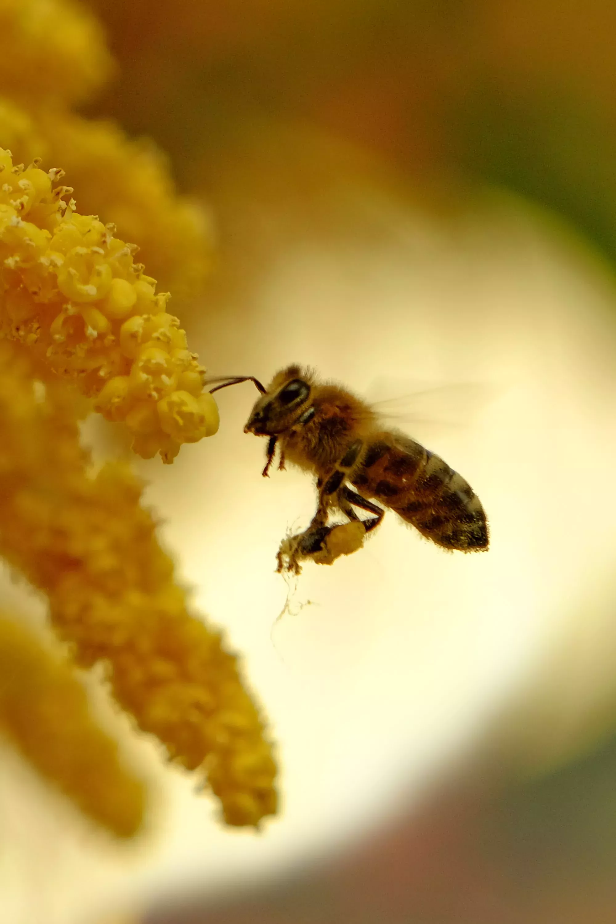 Reseña del libro de la abeja de la miel
