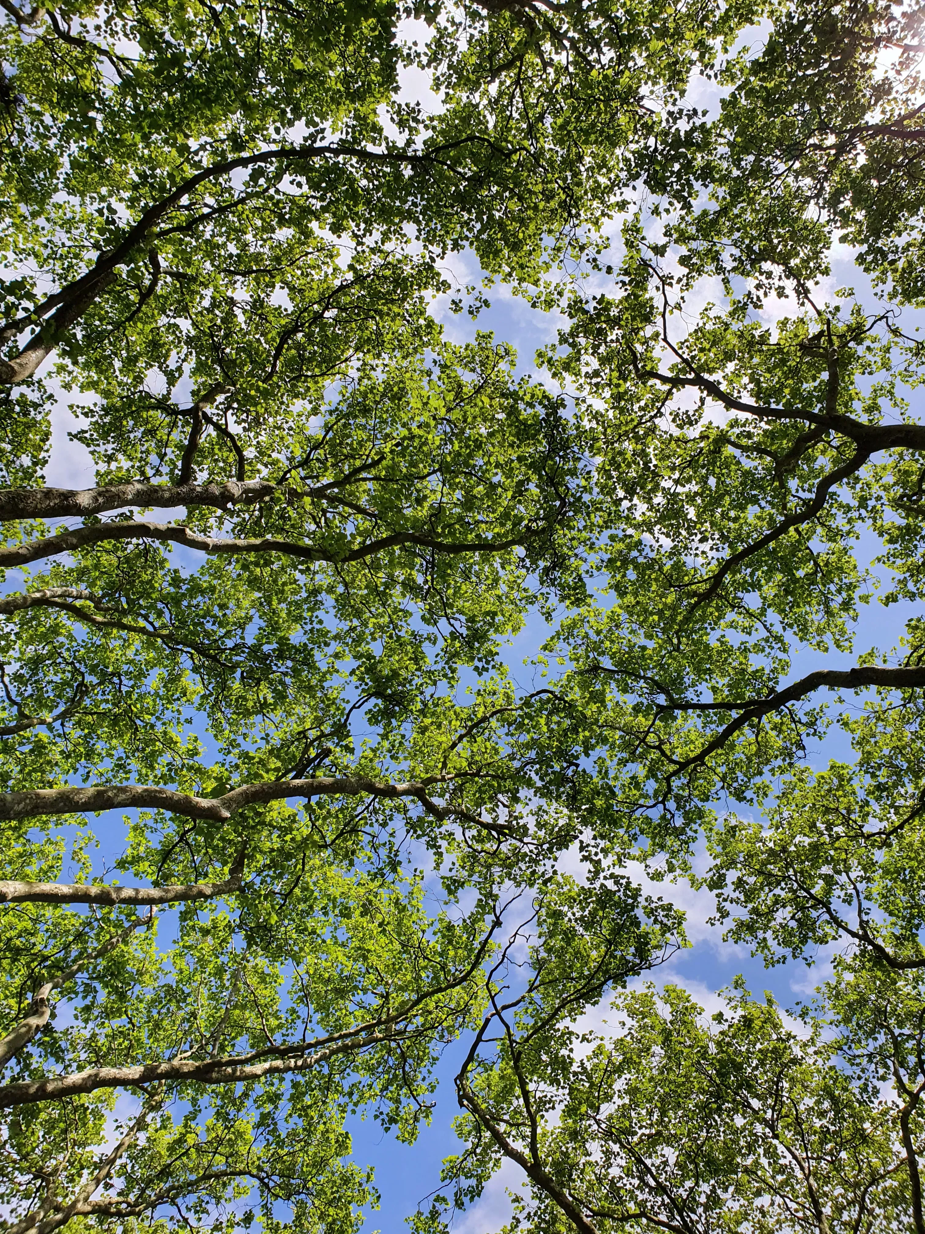 Bañarse en el bosque: reajustar nuestras mentes en la era postcovídica