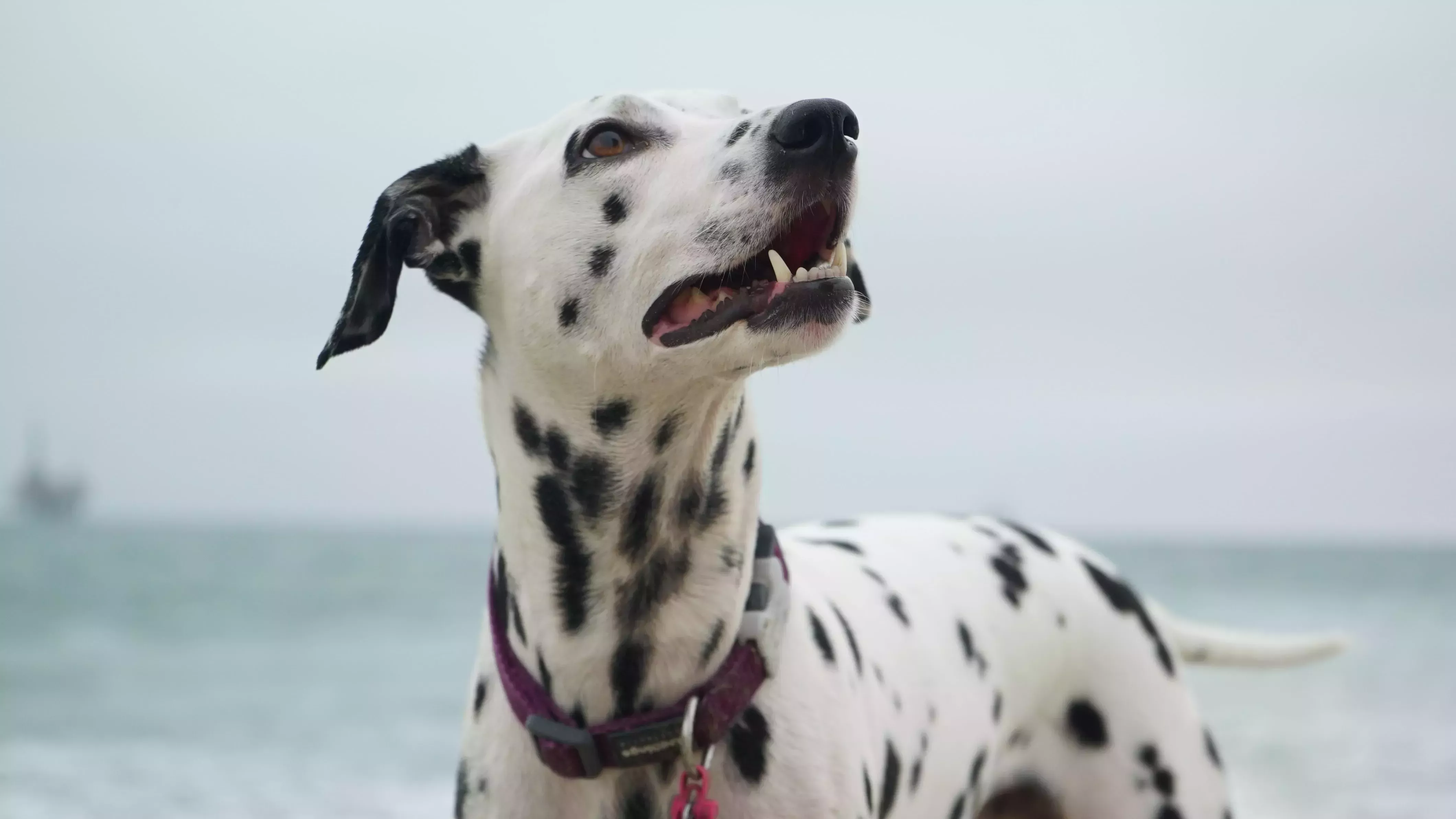 Crítica de la película Ciento un dálmatas de un aficionado a los perros