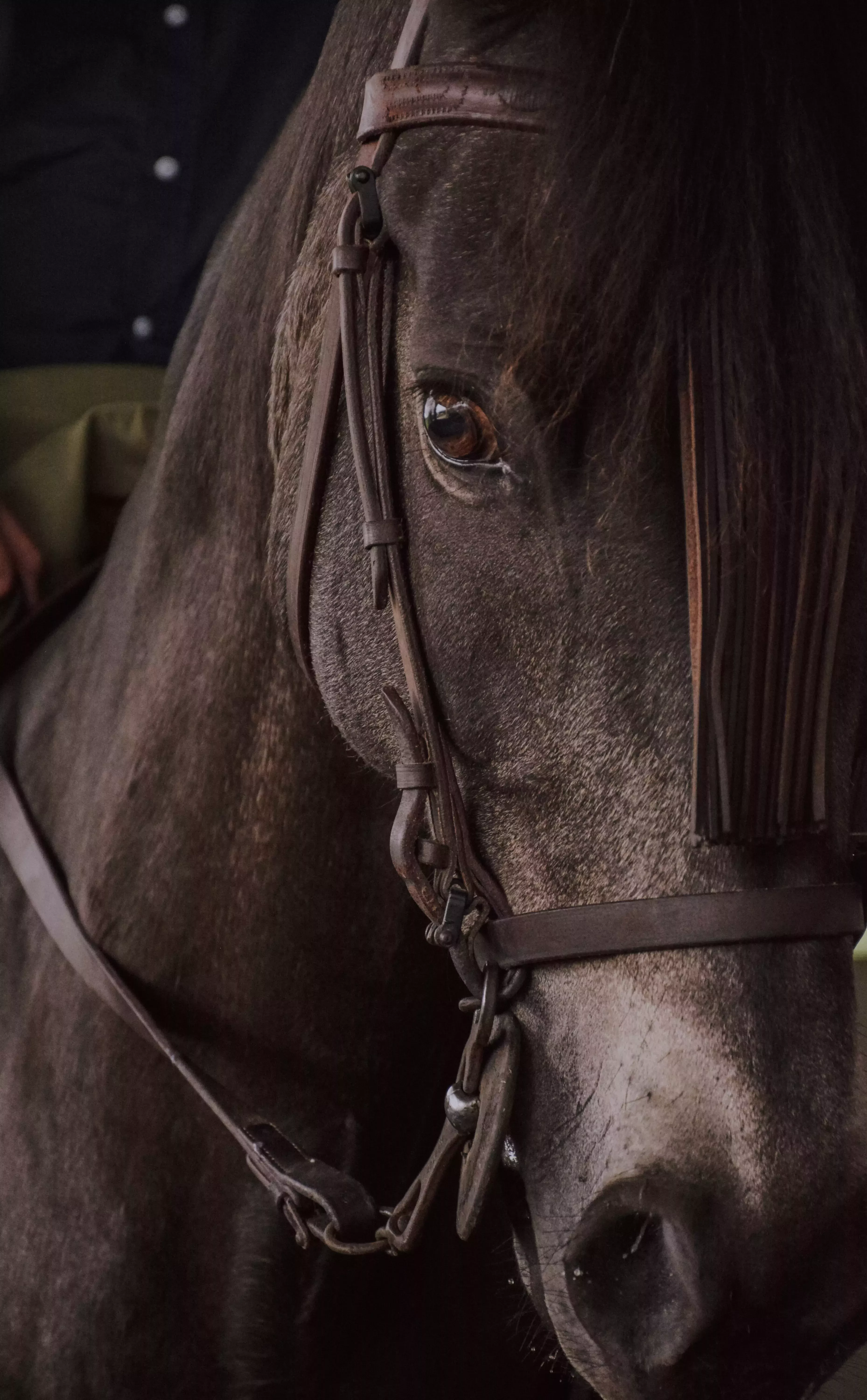 Dale una segunda oportunidad a los ojos brillantes: Seabiscuit (2003)