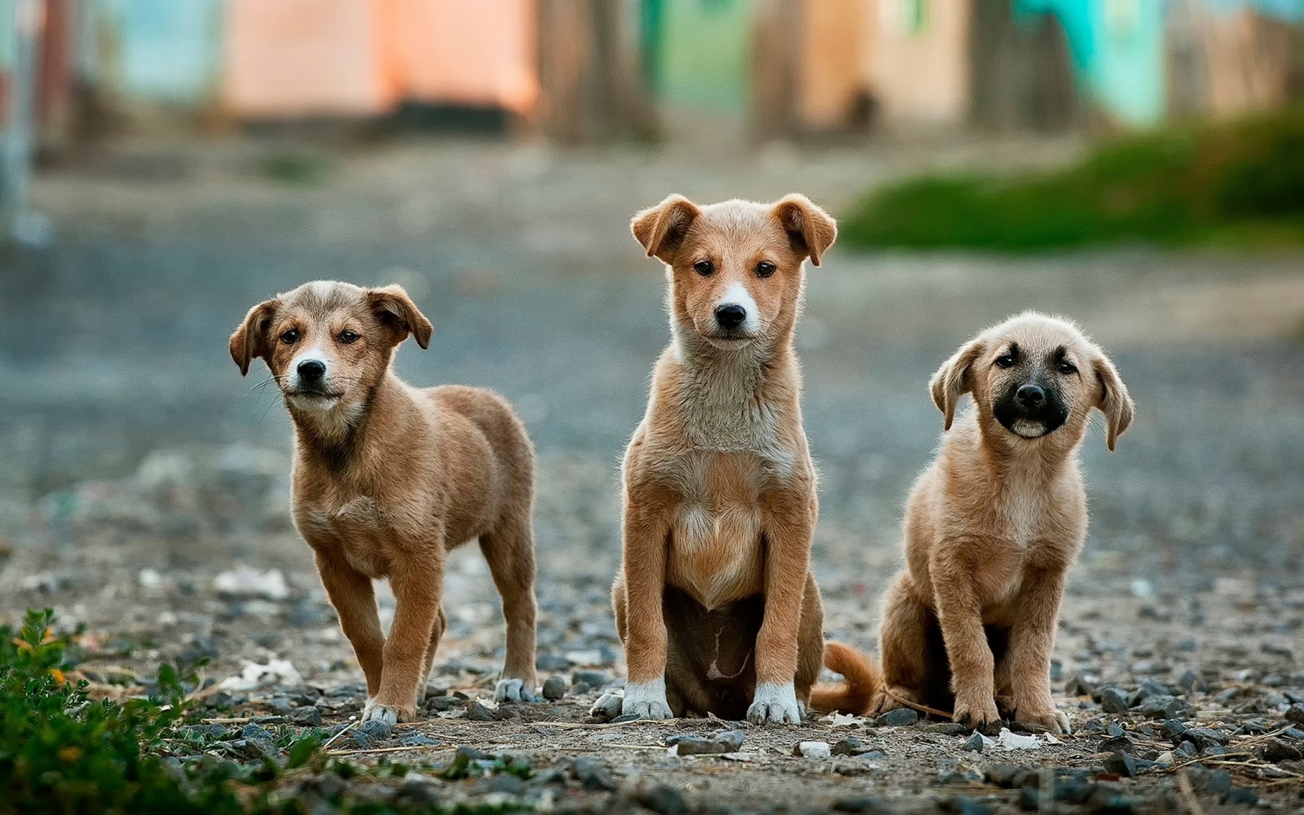 La matanza de perros callejeros es un acto inhumano 