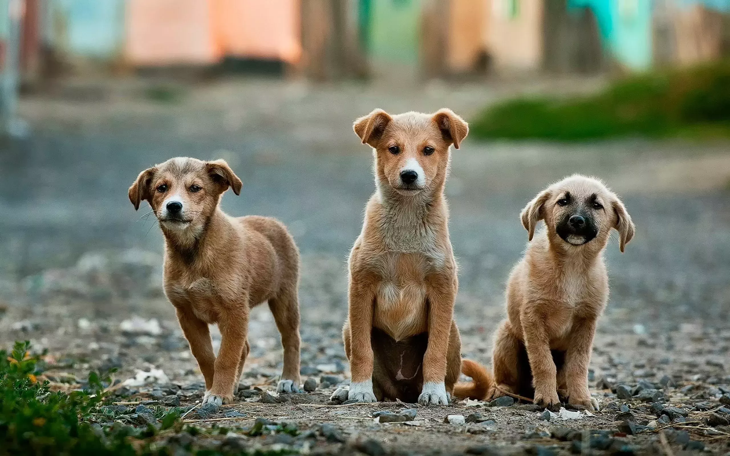 La matanza de perros callejeros es un acto inhumano