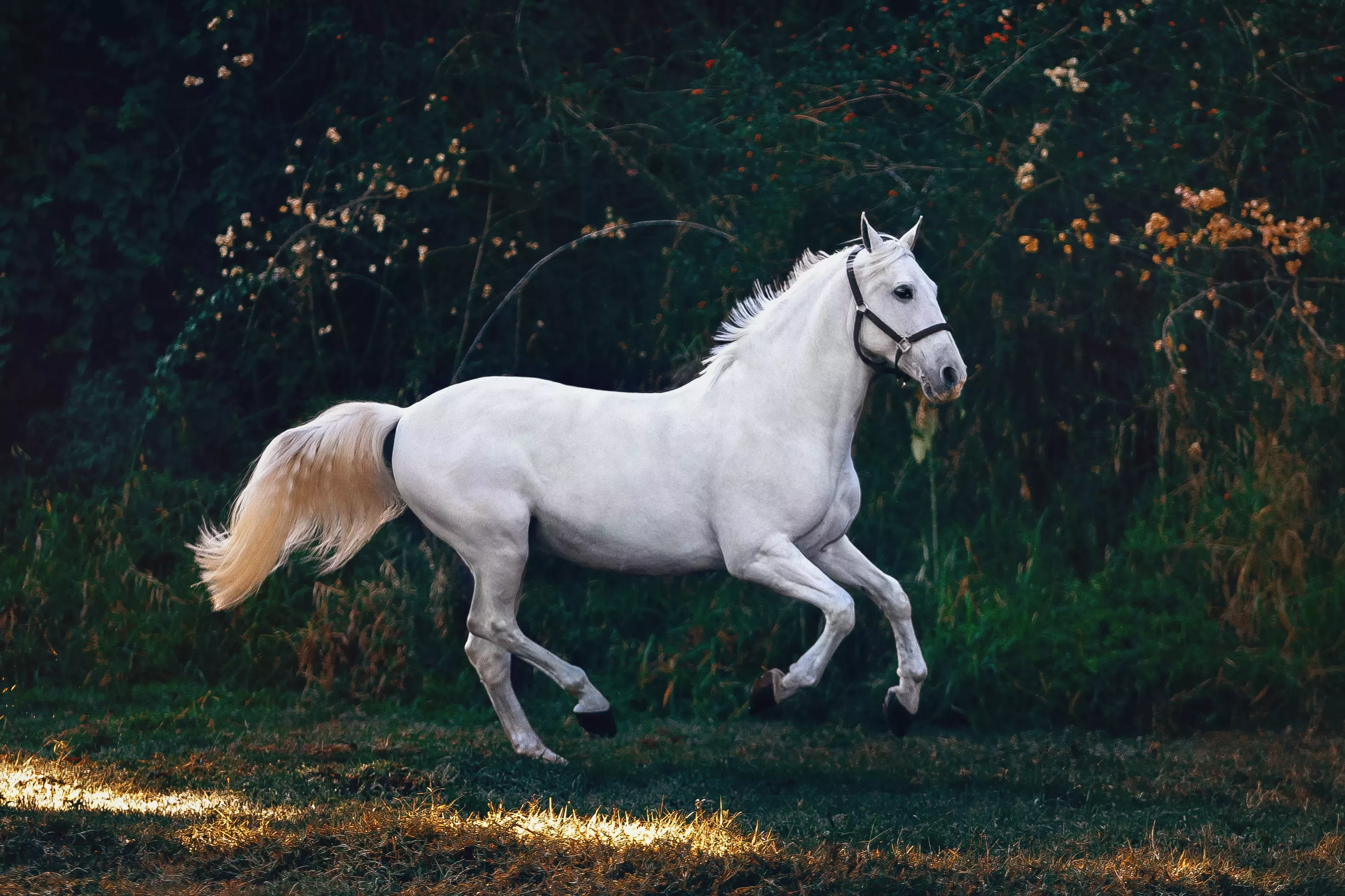 El caballo: Una historia más allá del caballo  