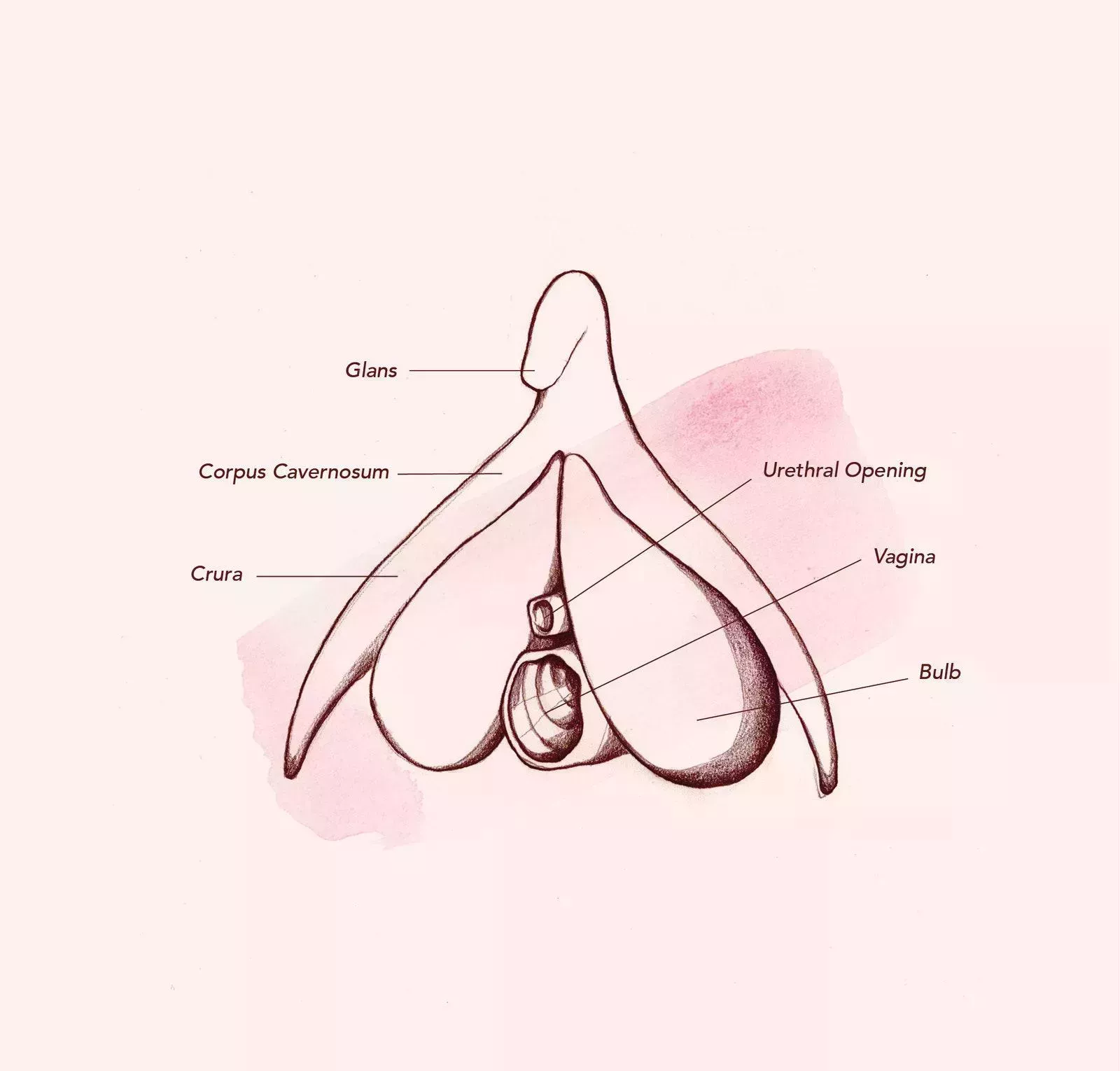Vag-atomy 101: Todo lo que necesita saber sobre la vagina (y algo más)