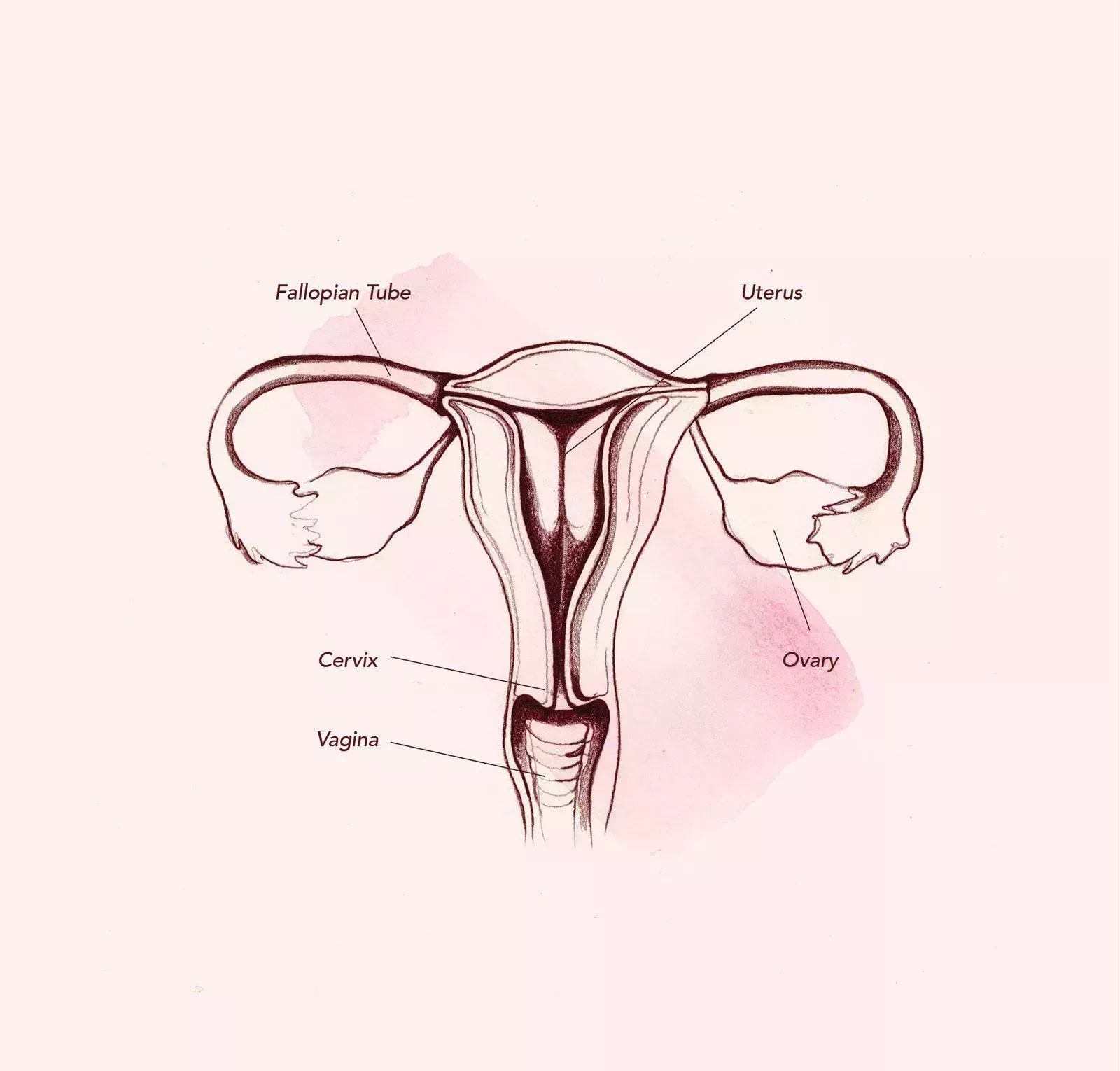Vag-atomy 101: Todo lo que necesita saber sobre la vagina (y algo más)