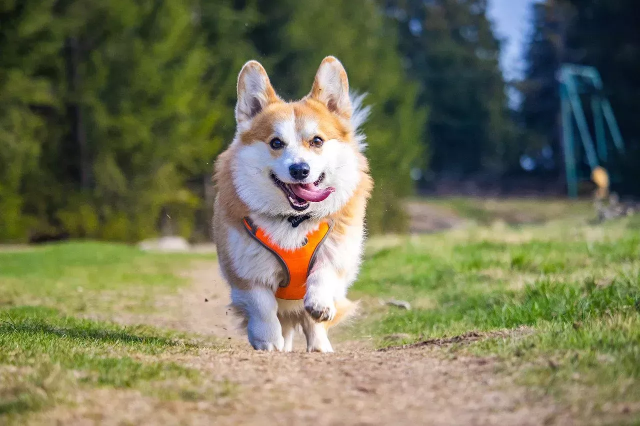 Vaya sobre seguro si busca trabajo como paseador de perros