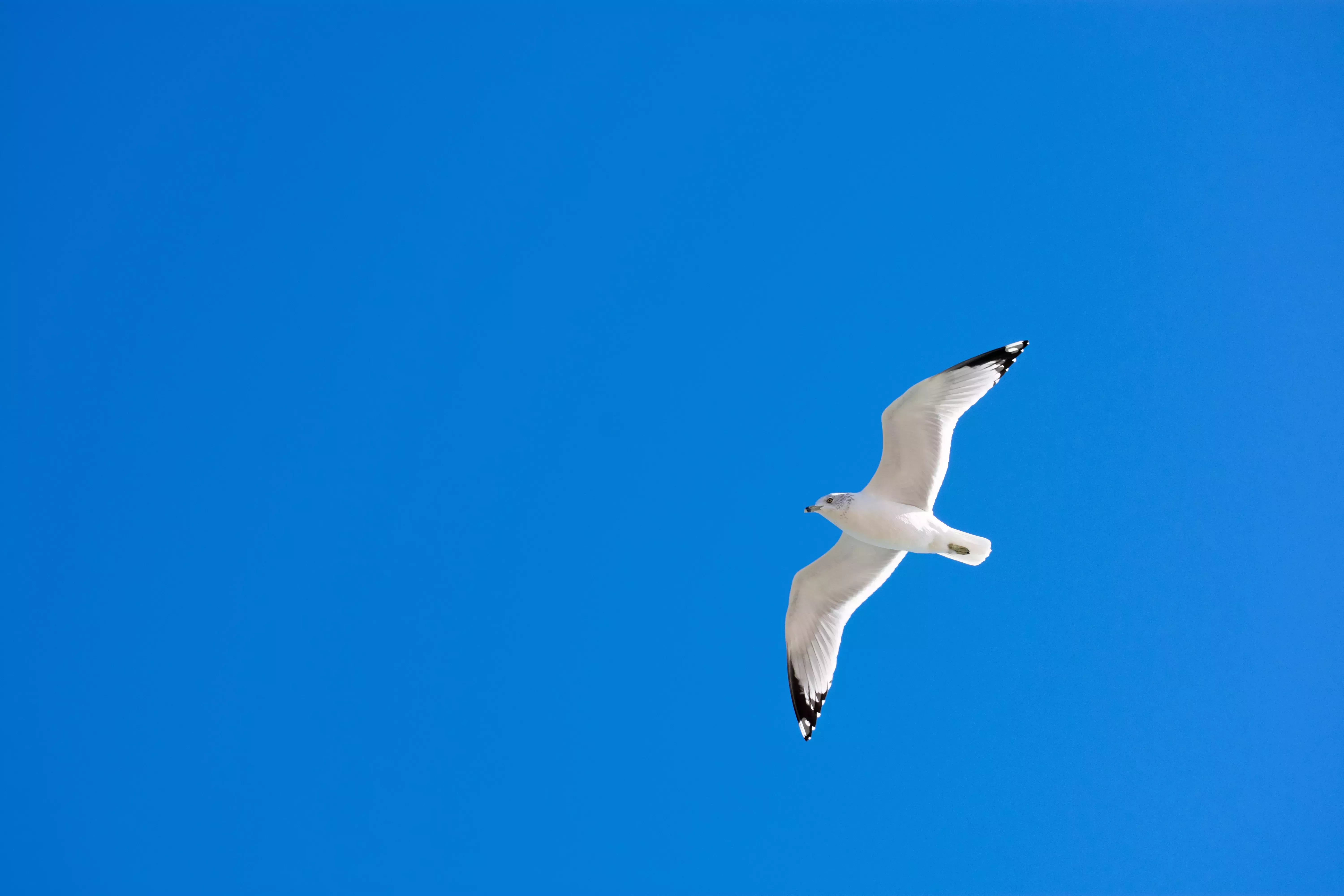 Análisis de la poesía: Tagore, Gitanjali y el humanismo