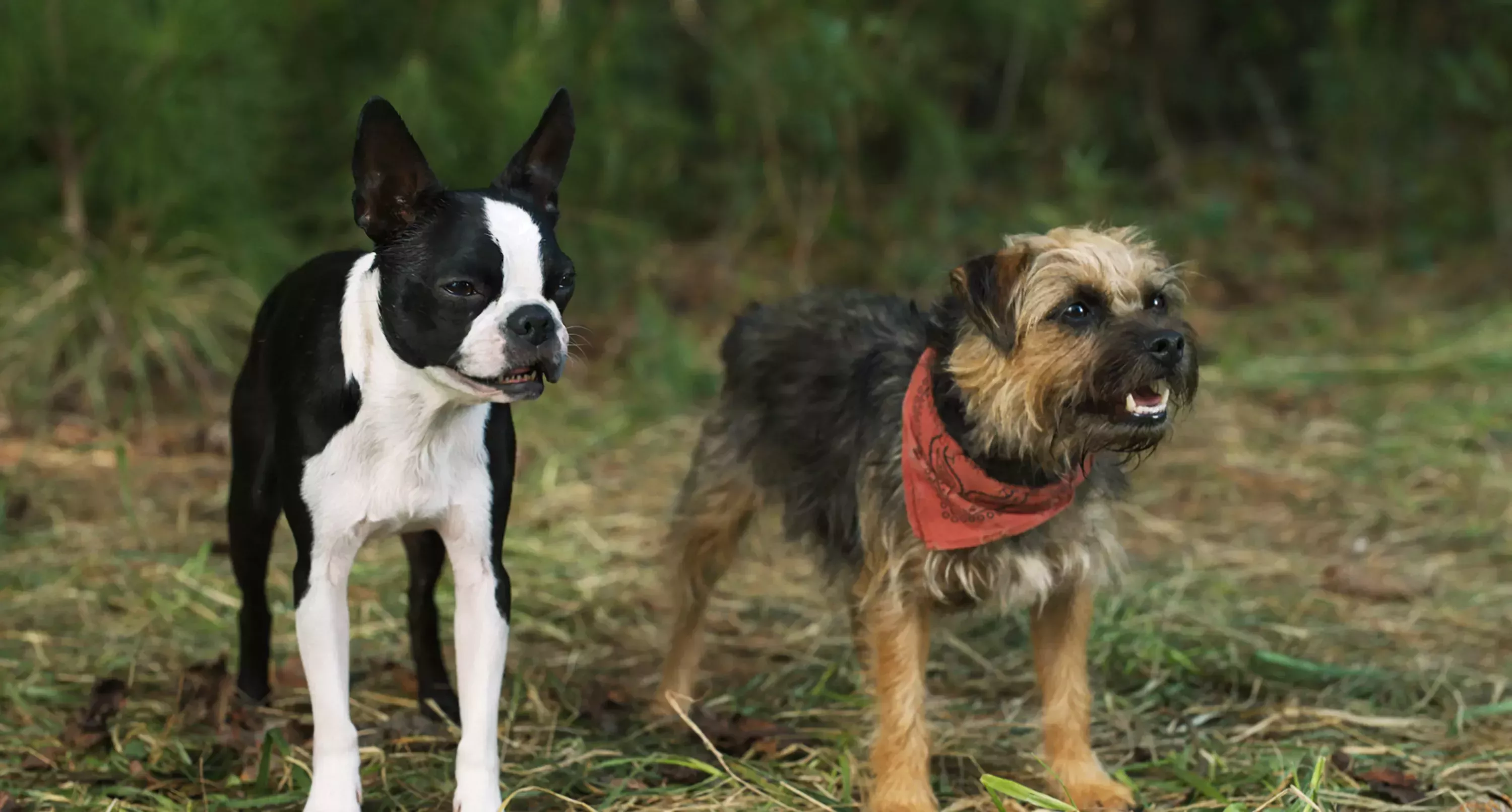 Cómo 'Strays' utilizó 'Stand by Me', 'A Dog's Purpose' y un protector D- para convencer a Universal de hacer la comedia R-Rated