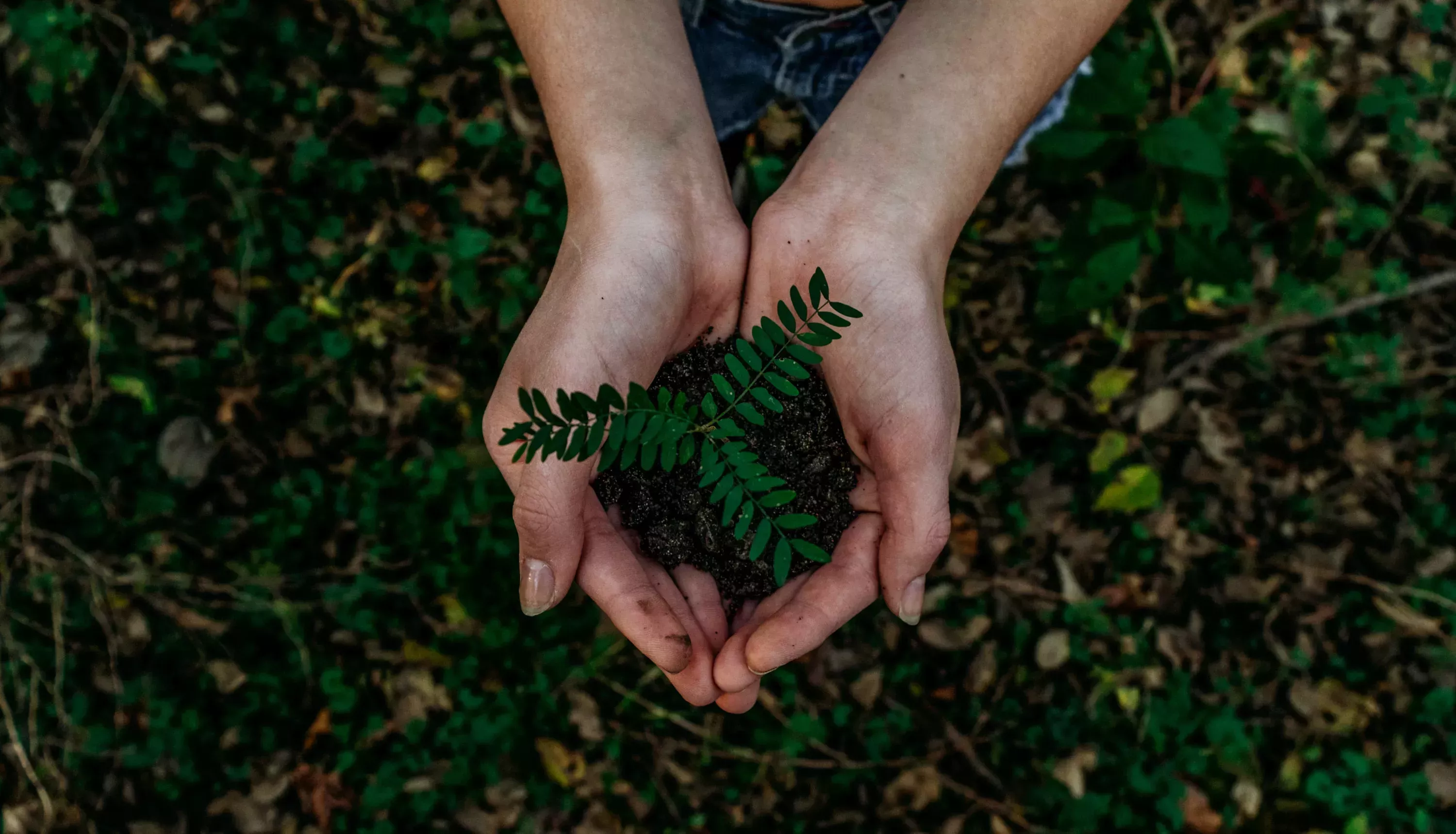 Ecologizar la revolución digital: Equilibrar el crecimiento económico con la sostenibilidad medioambiental 