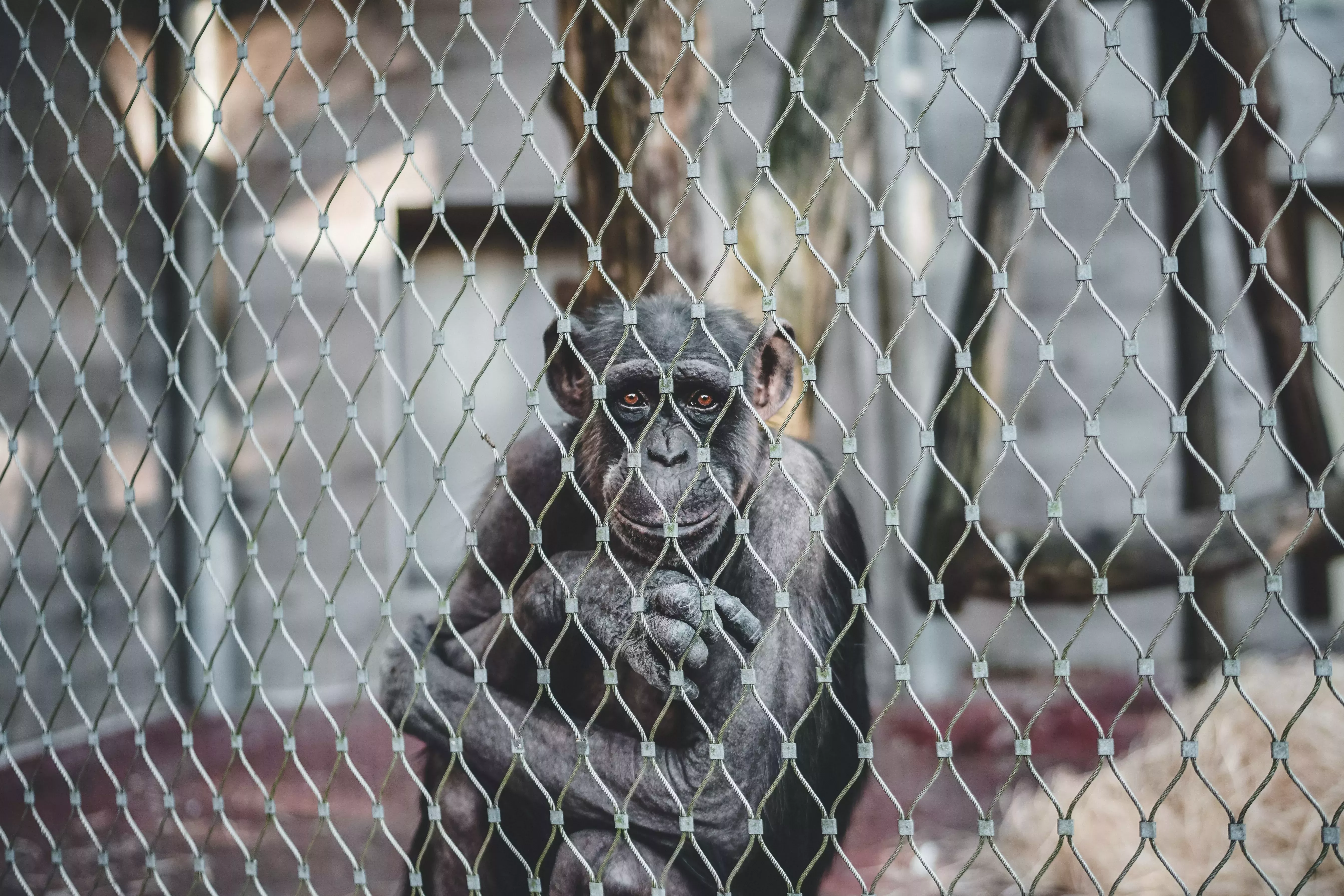 Zoos