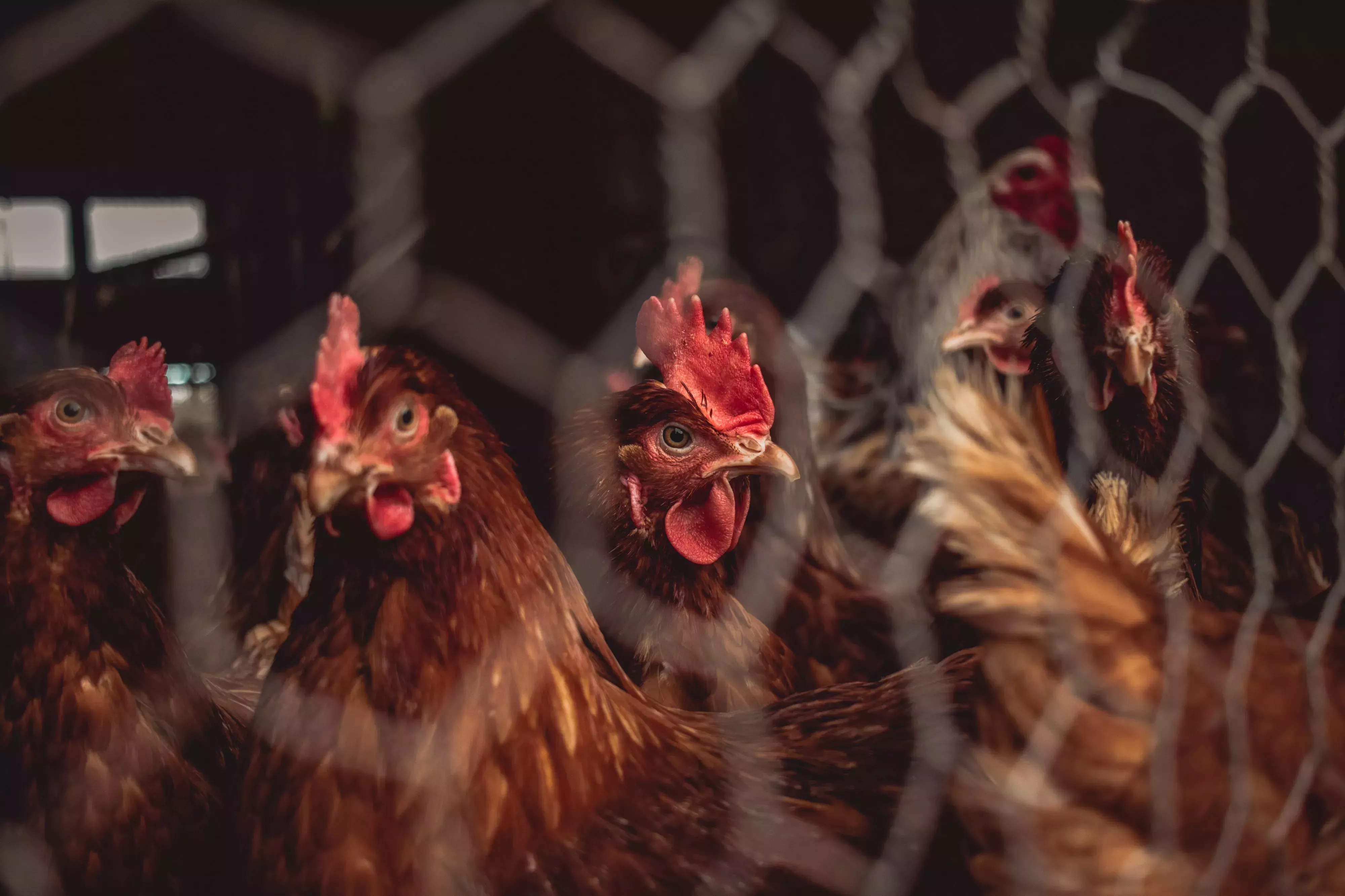 ¿Por qué debo hacerme vegano?
