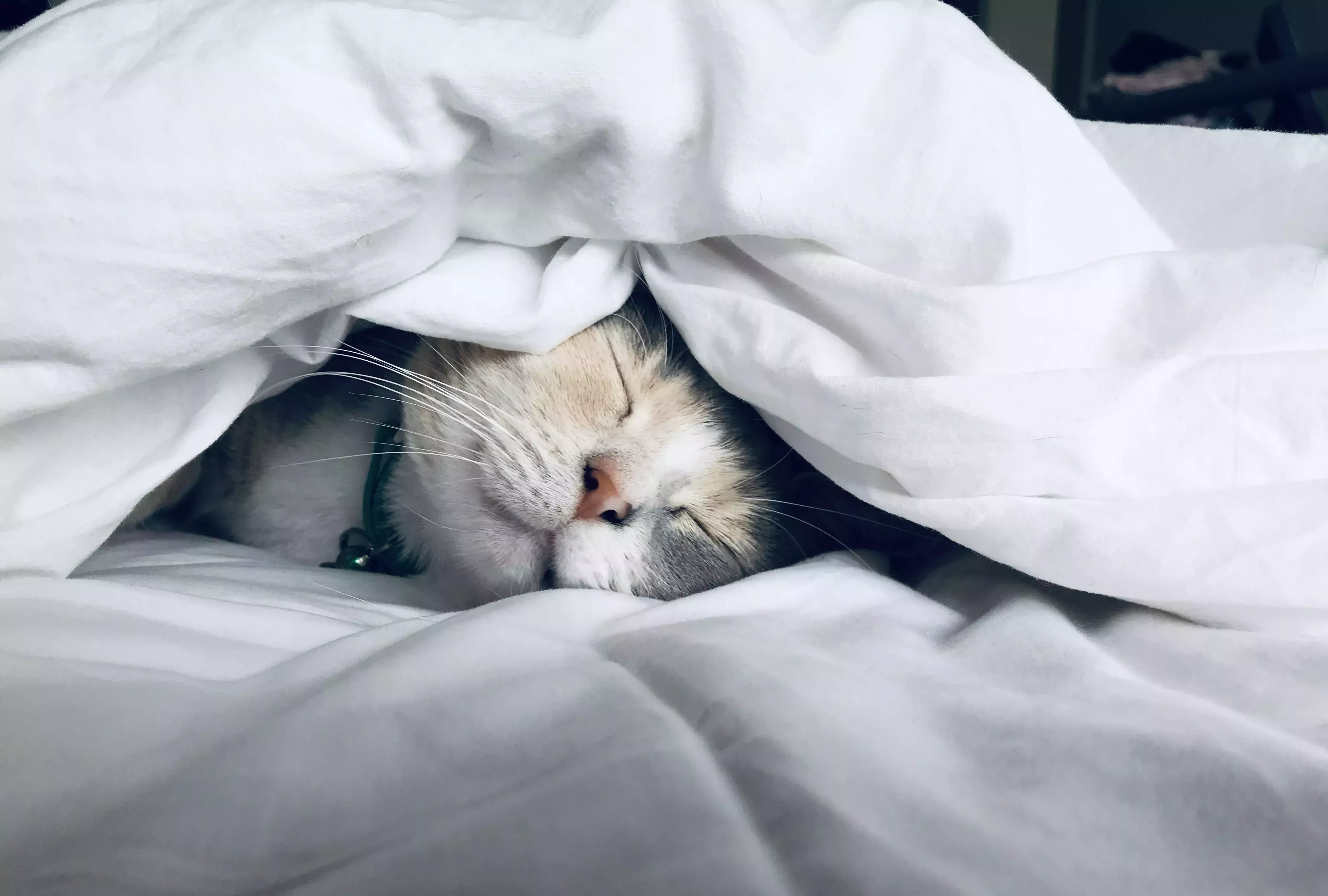 ¿Dormir, ir al colegio o algo más?