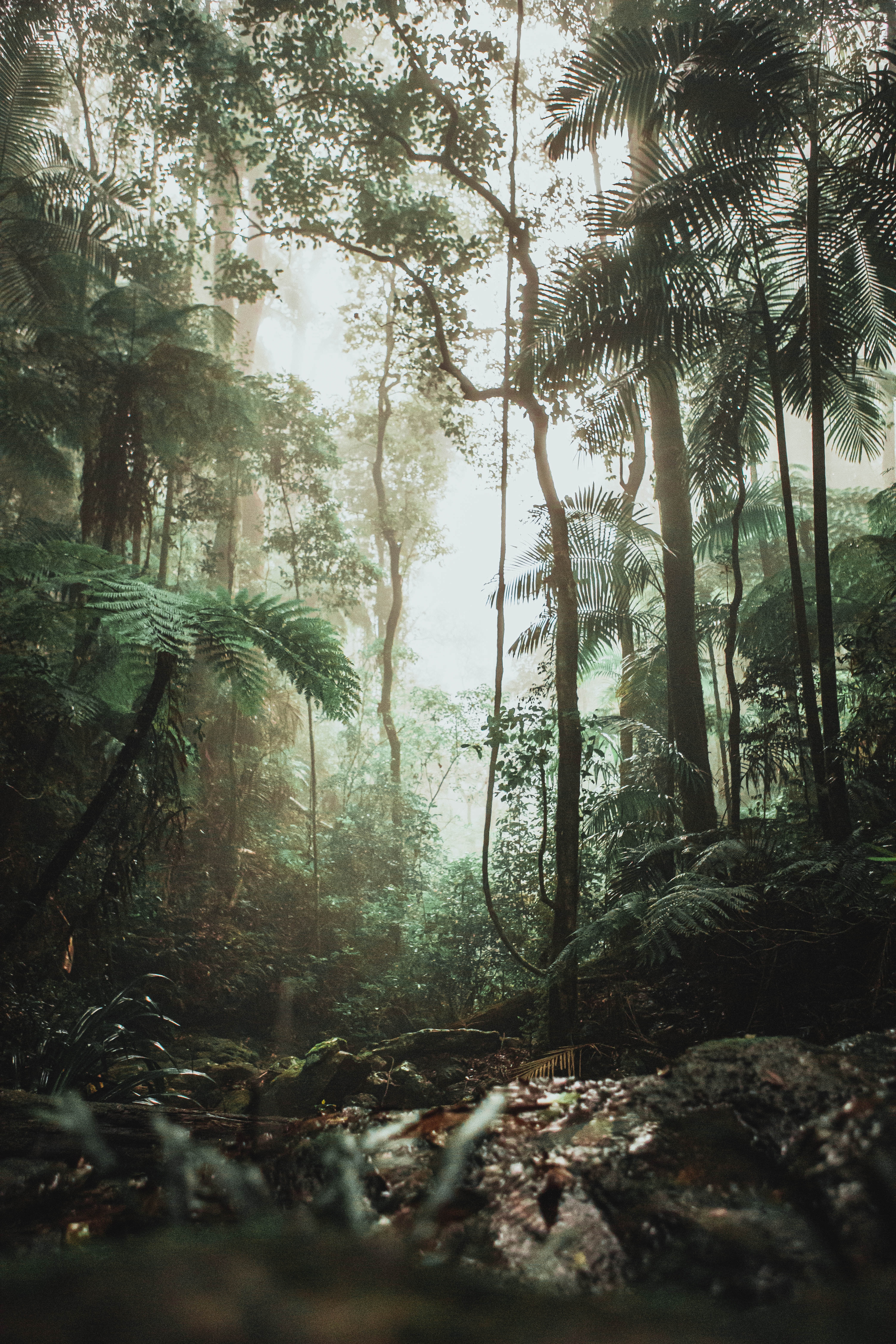 Voces de la selva tropical: El pueblo de Penan 
