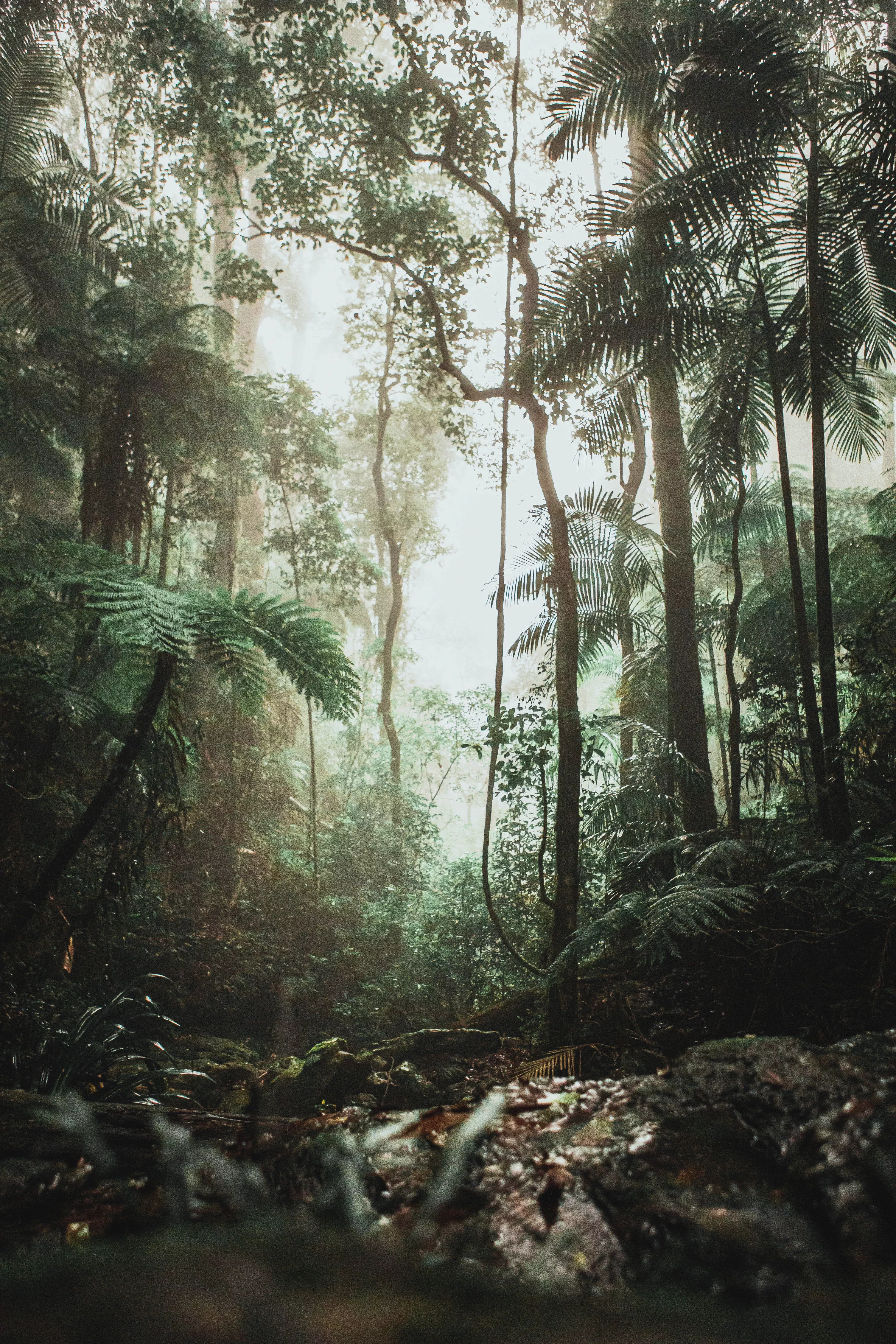 Voces de la selva tropical: El pueblo de Penan