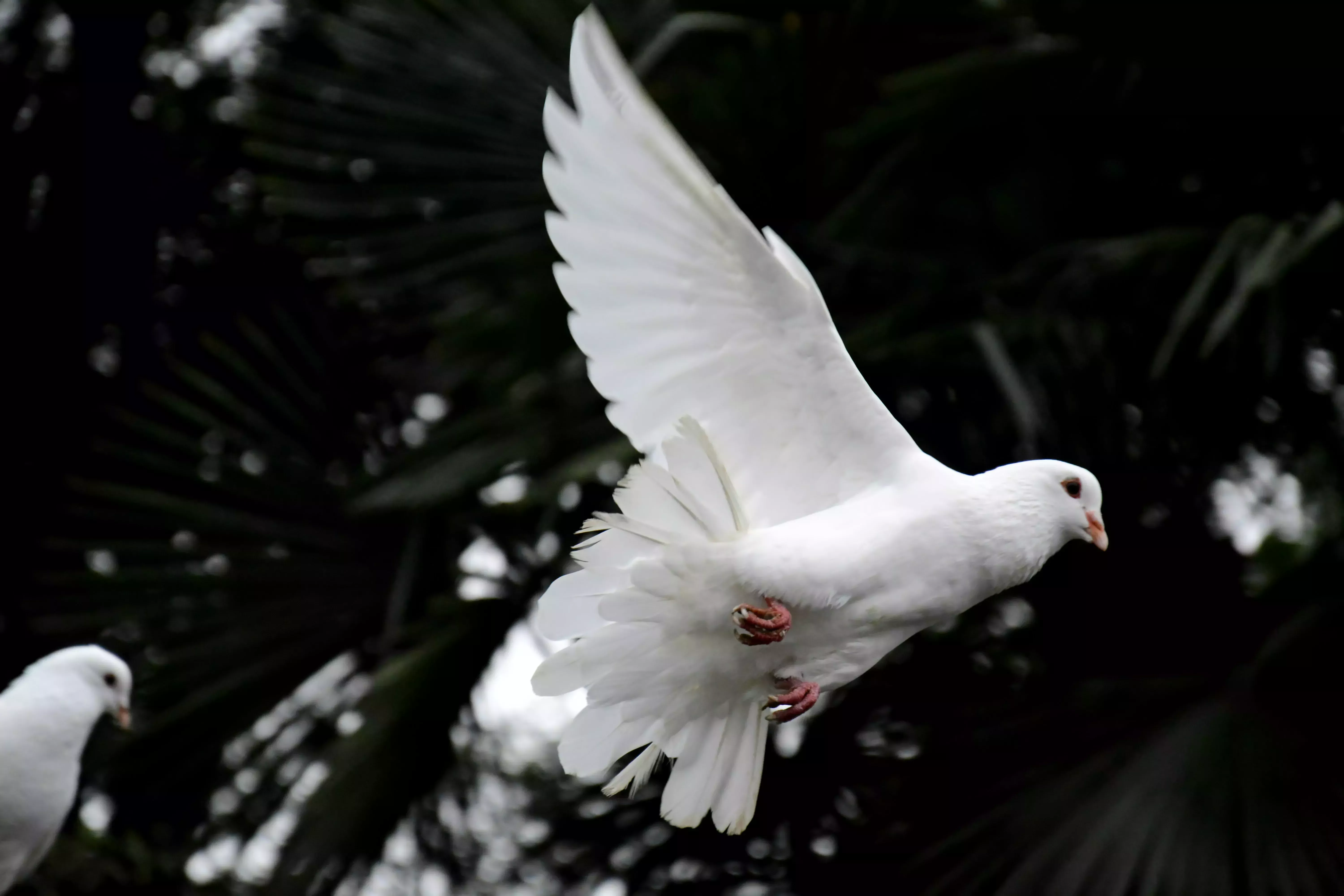 La juventud deja volar a las palomas 