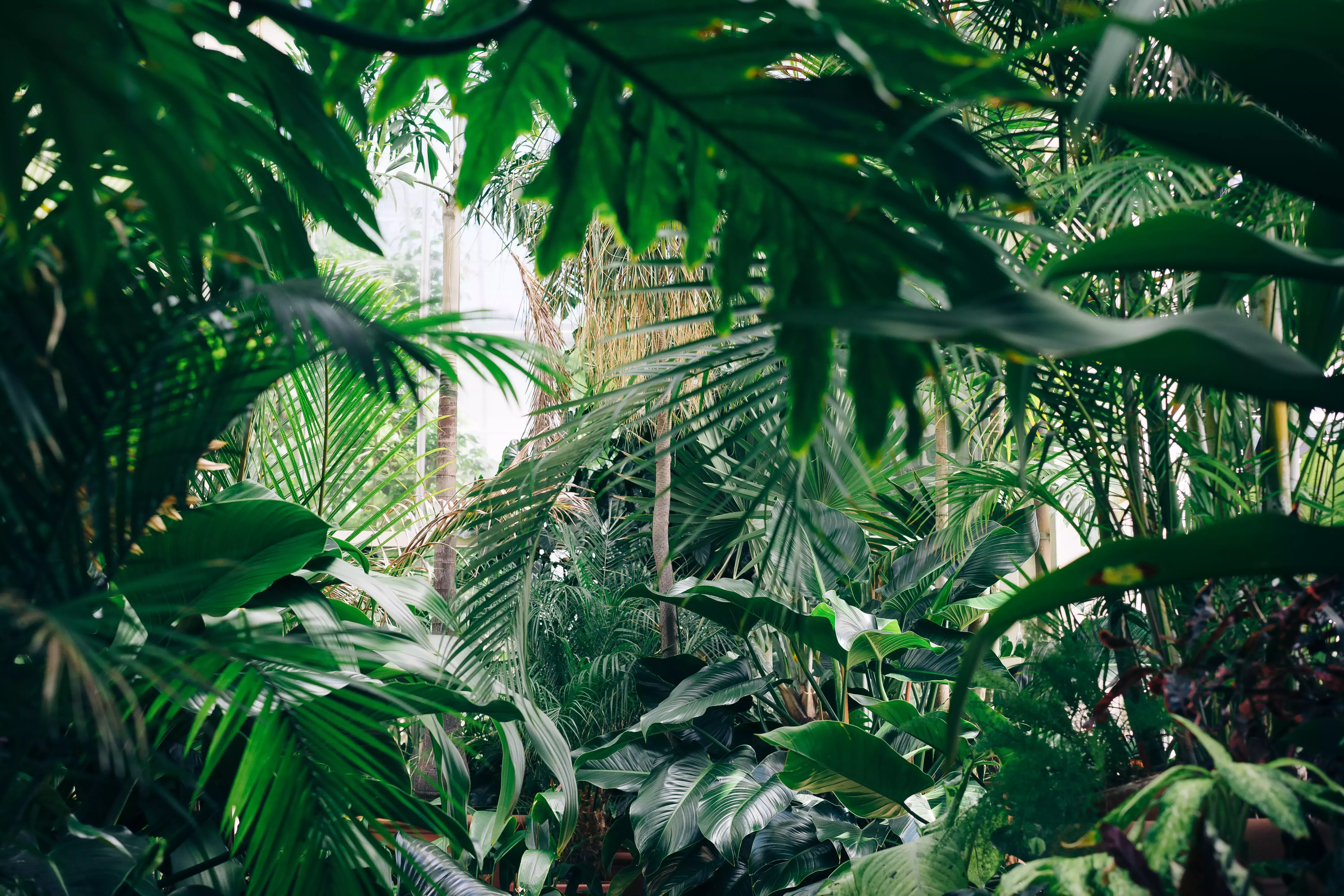 El señor de las moscas: Una crítica de la naturaleza humana (se aplican algunas restricciones)
