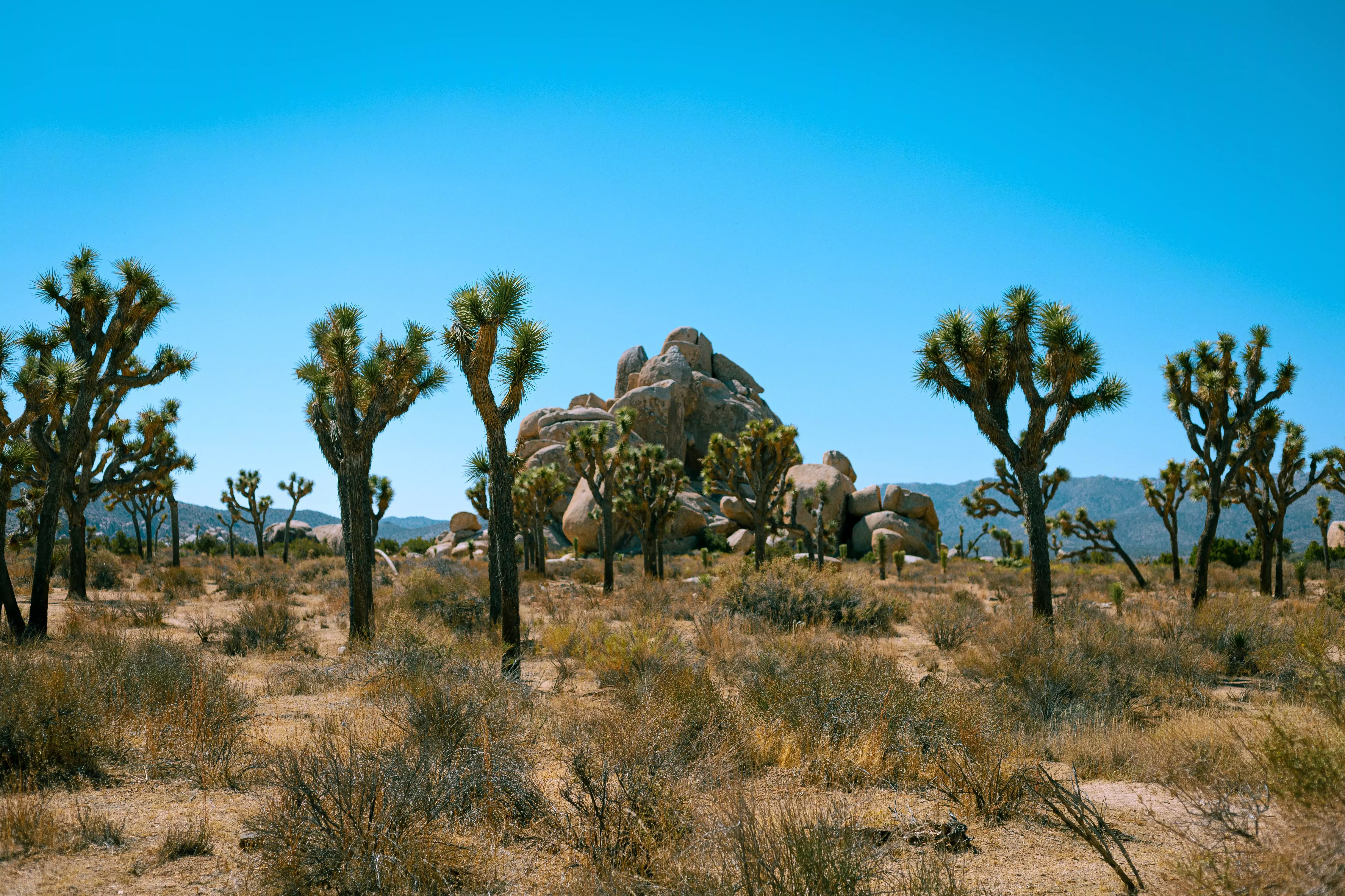 Crítica de The Joshua Tree