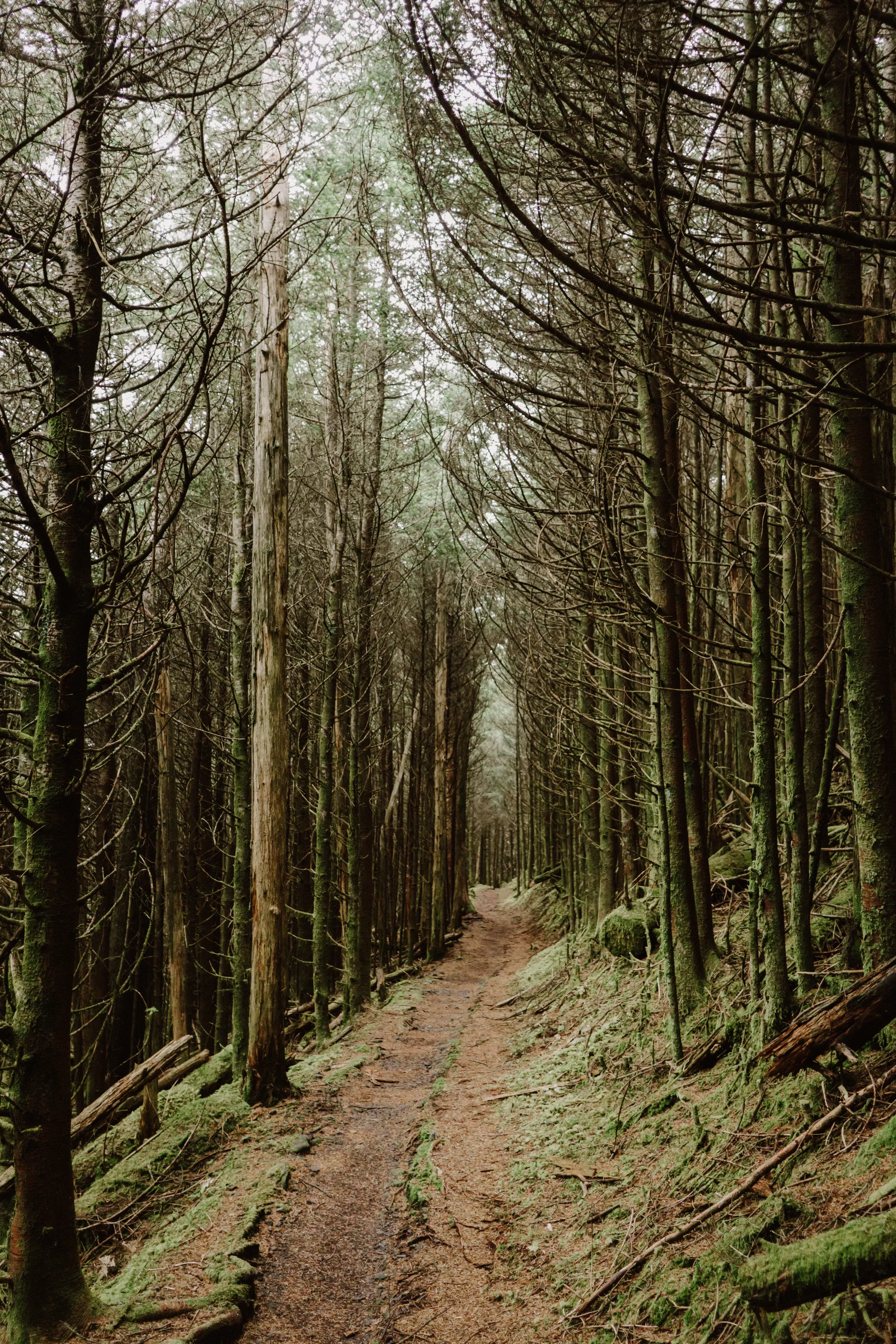 Un paseo por el bosque 