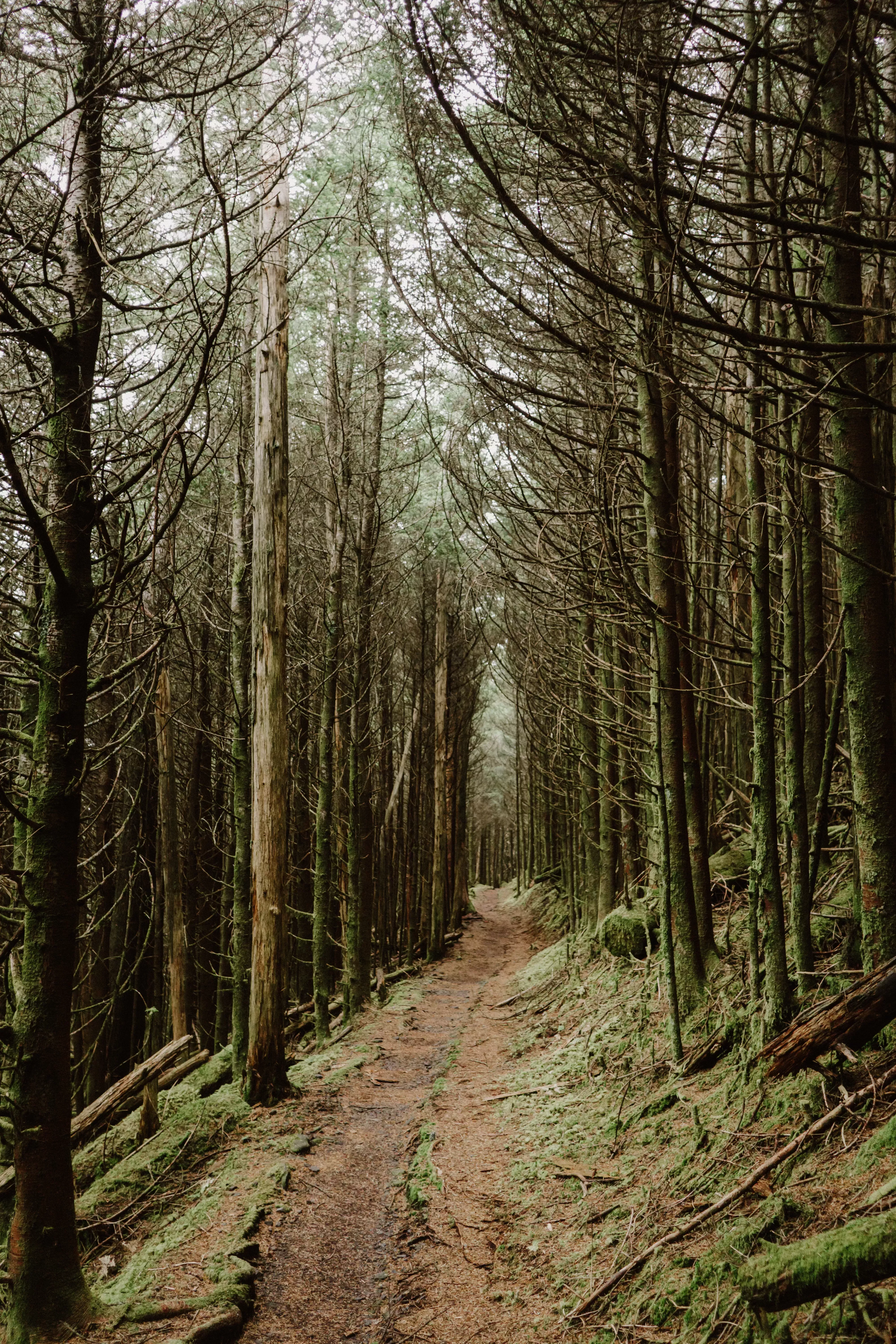 Un paseo por el bosque