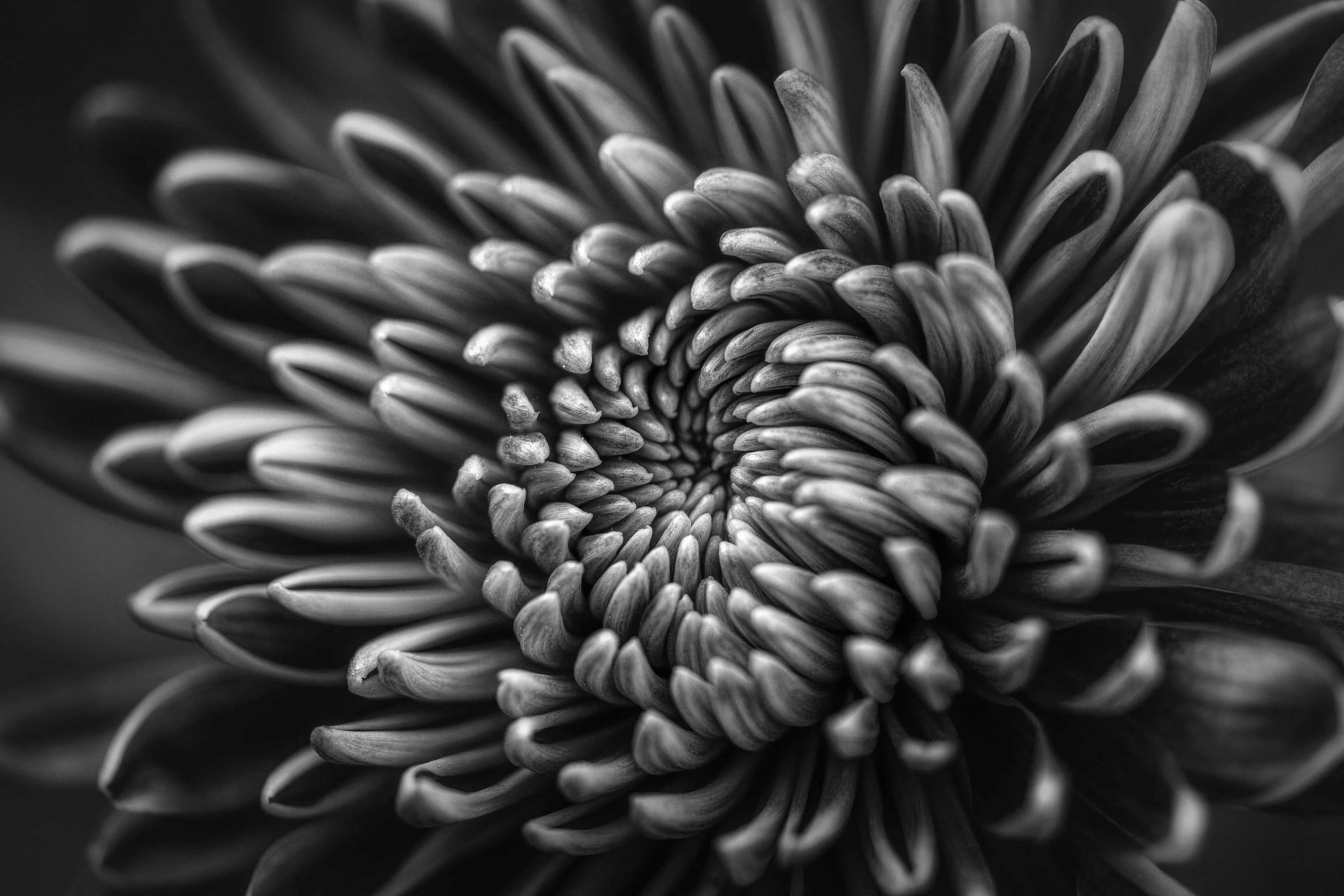 Black Lotus 2 El voto de K'wan