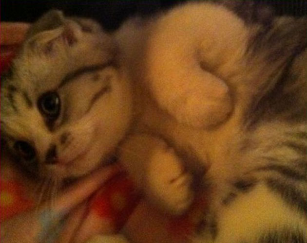 Taylor Swift nos enseña a su gatita Meredith Taylor Swift nos enseña a su gatita Meredith