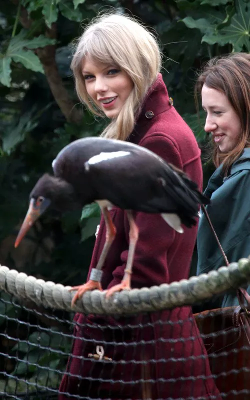 taylor-swift-zoologico-001