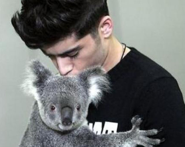 One Direction se despiden de Australia visitando a un koala One Direction se despiden de Australia visitando a un koala