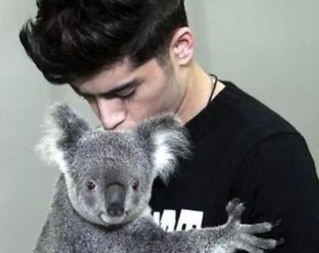 zayn malik koala